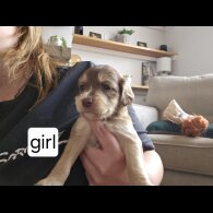 Mixed Breed - Both