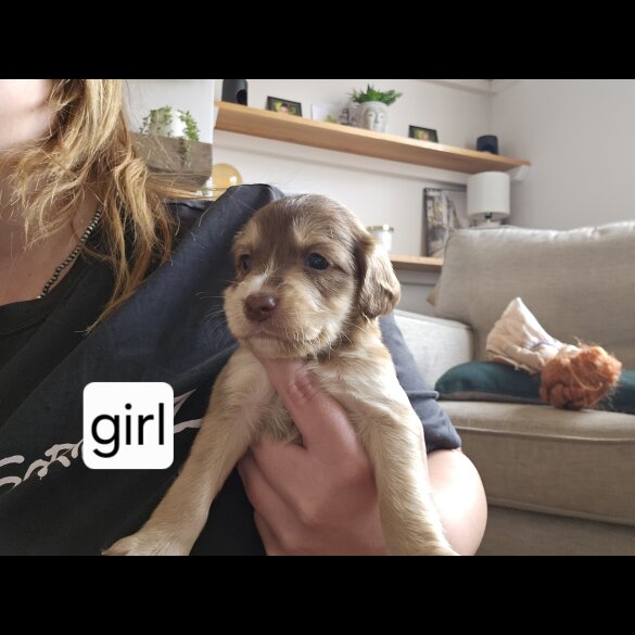 Mixed Breed - Both