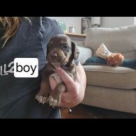Mixed Breed - Both