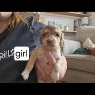 Mixed Breed - Both