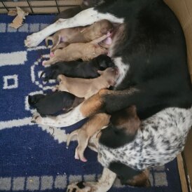 Mixed Breed - Both