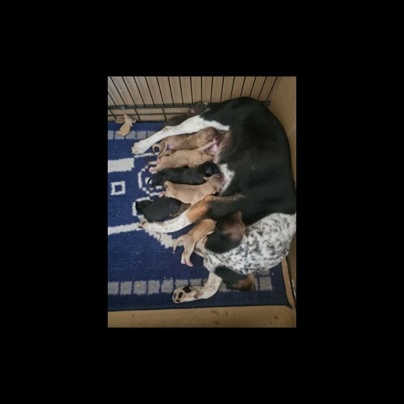 Mixed Breed - Both
