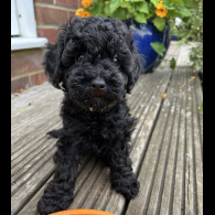 Mixed Breed - Both