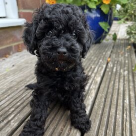 Mixed Breed - Both