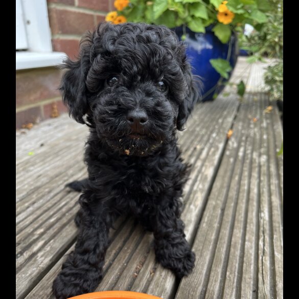 Mixed Breed - Both
