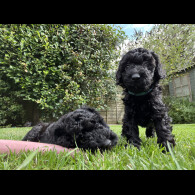 Mixed Breed - Both