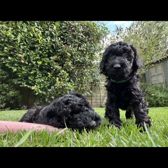 Mixed Breed - Both