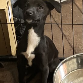 Mixed Breed - Both