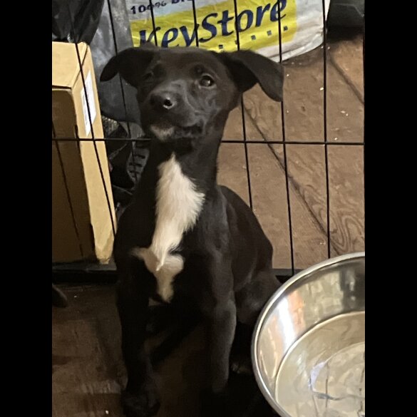 Mixed Breed - Both