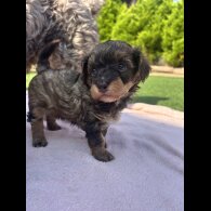 Mixed Breed - Both