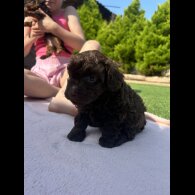 Mixed Breed - Both