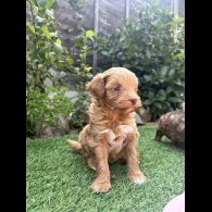 Mixed Breed - Both