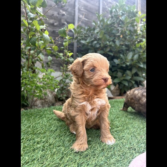 Mixed Breed - Both