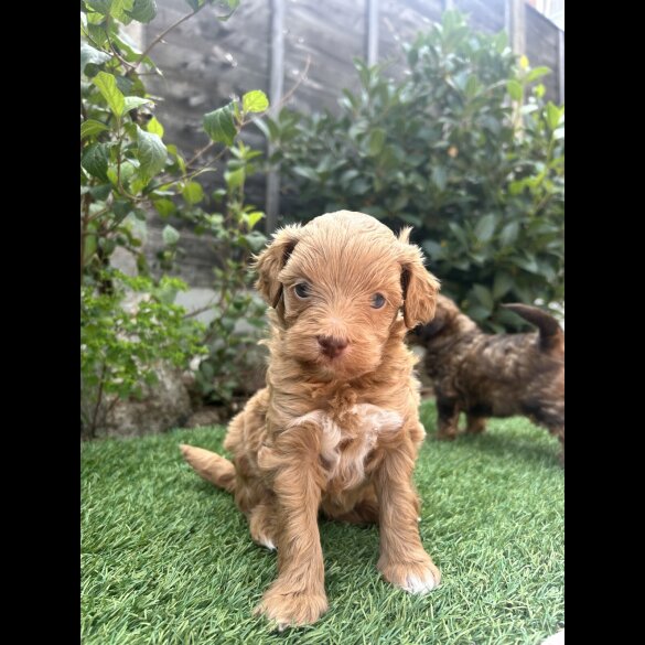 Mixed Breed - Both