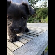 Mixed Breed - Both