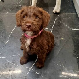 Mixed Breed - Dogs