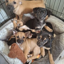 Mixed Breed - Bitches
