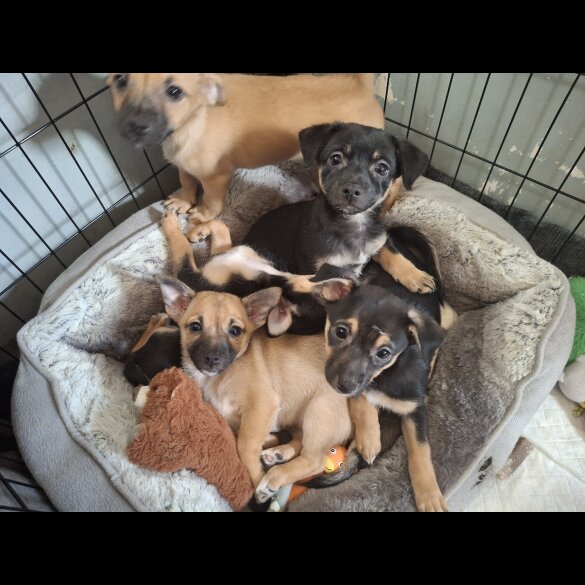 Mixed Breed - Bitches