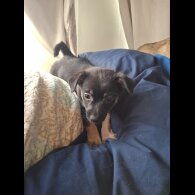 Mixed Breed - Bitches