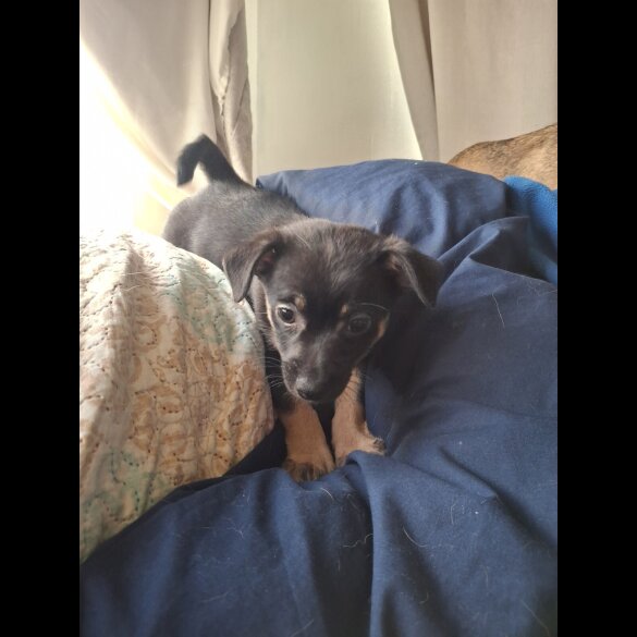 Mixed Breed - Bitches