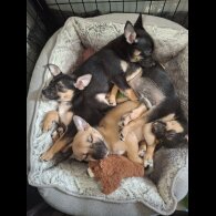 Mixed Breed - Bitches