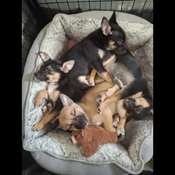 Mixed Breed - Bitches