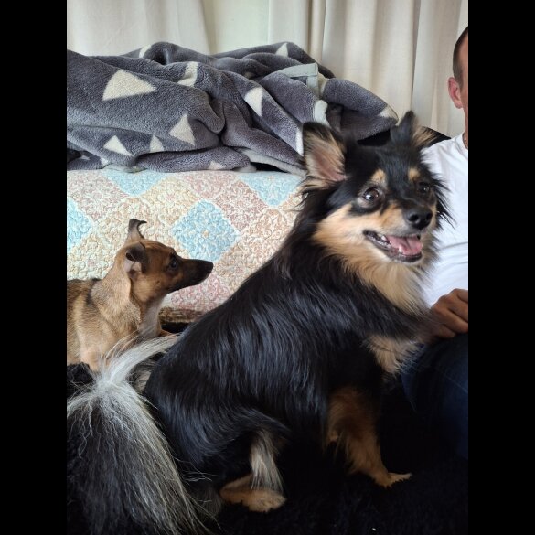 Mixed Breed - Bitches