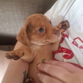 Mixed Breed - Both