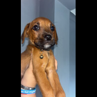 Mixed Breed - Both