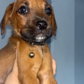 Mixed Breed - Both