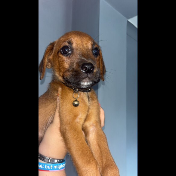 Mixed Breed - Both