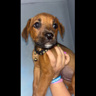 Mixed Breed - Both