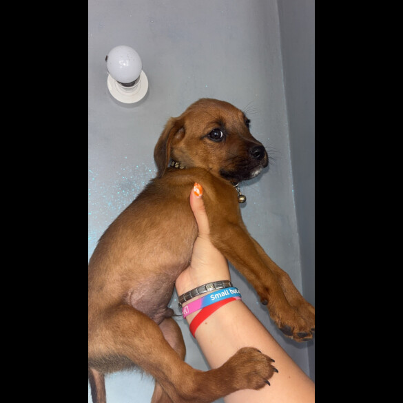 Mixed Breed - Both