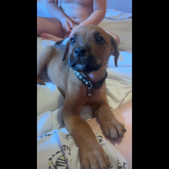 Mixed Breed - Both