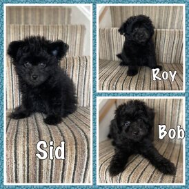 Mixed Breed - Dogs