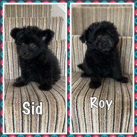 Mixed Breed - Dogs