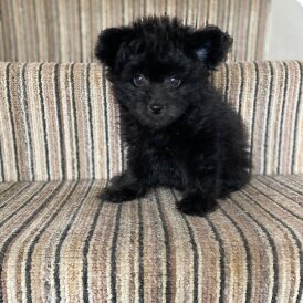 Mixed Breed - Dogs