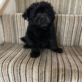 Mixed Breed - Dogs