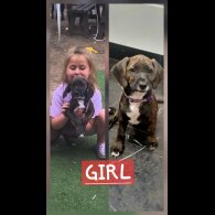Mixed Breed - Dogs