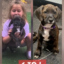 Mixed Breed - Dogs