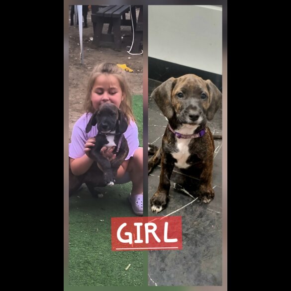 Mixed Breed - Dogs
