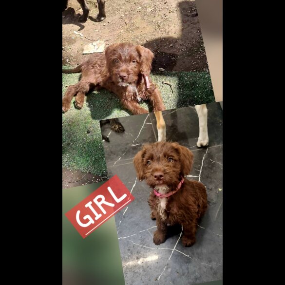 Mixed Breed - Dogs