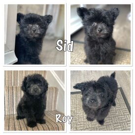 Mixed Breed - Dogs