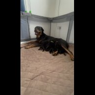 Mixed Breed - Both