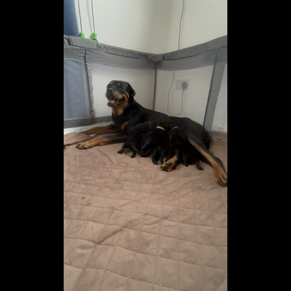 Mixed Breed - Both