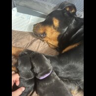 Mixed Breed - Both