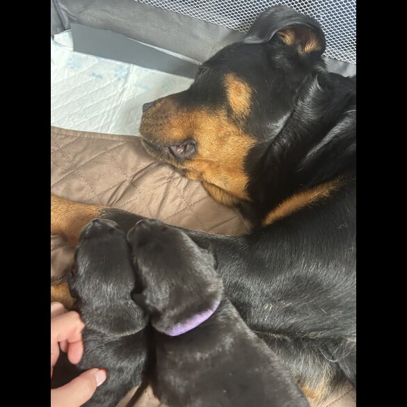 Mixed Breed - Both