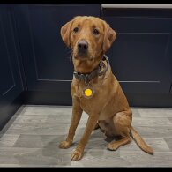 Mixed Breed - Both