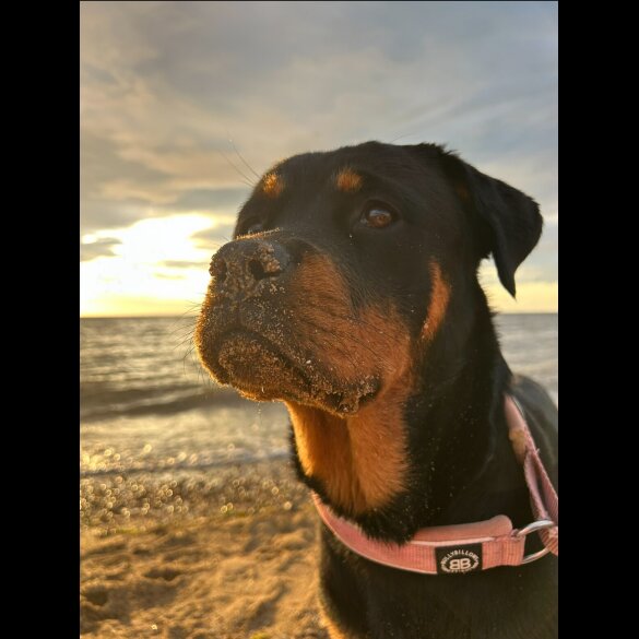 Mixed Breed - Both