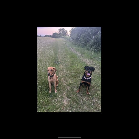 Mixed Breed - Both